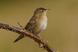 Image. Common Grasshopper Warbler