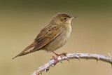 Image. Common Grasshopper Warbler