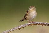 Image. Common Grasshopper Warbler