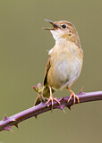 Image. Common Grasshopper Warbler