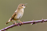 Image. Common Grasshopper Warbler