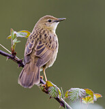 Image. Common Grasshopper Warbler