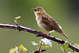 Image. Common Grasshopper Warbler