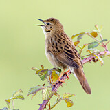 Image. Common Grasshopper Warbler