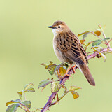 Image. Common Grasshopper Warbler