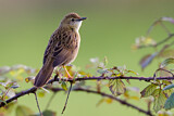 Image. Common Grasshopper Warbler