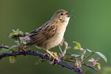 Image. Common Grasshopper Warbler
