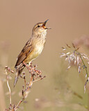 Image. Common Grasshopper Warbler