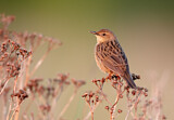 Image. Common Grasshopper Warbler