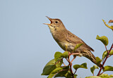 Image. Common Grasshopper Warbler