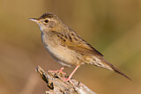 Image. Common Grasshopper Warbler
