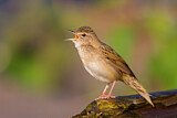 Image. Common Grasshopper Warbler