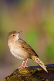 Image. Common Grasshopper Warbler