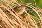 Image. Common Grasshopper Warbler