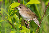 Image. Common Grasshopper Warbler