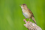 Image. Common Grasshopper Warbler