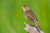 Image. Common Grasshopper Warbler