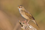 Image. Common Grasshopper Warbler