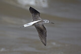 Image. Common Greenshank