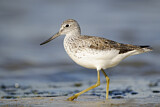 Image. Common Greenshank