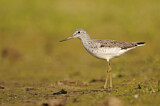 Image. Common Greenshank