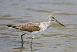 Image. Common Greenshank