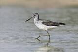 Image. Common Greenshank