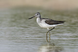 Image. Common Greenshank