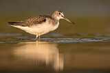 Image. Common Greenshank