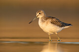 Image. Common Greenshank