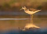 Image. Common Greenshank