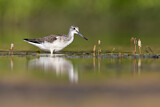 Image. Common Greenshank