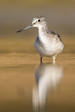 Image. Common Greenshank