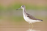 Image. Common Greenshank