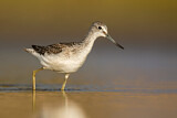 Image. Common Greenshank