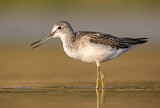 Image. Common Greenshank