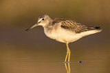 Image. Common Greenshank