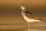 Image. Common Greenshank