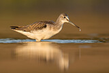 Image. Common Greenshank