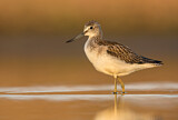 Image. Common Greenshank