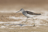 Image. Common Greenshank