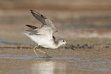 Image. Common Greenshank