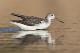 Image. Common Greenshank