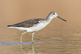 Image. Common Greenshank