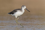 Image. Common Greenshank