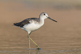 Image. Common Greenshank