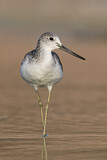 Image. Common Greenshank