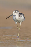 Image. Common Greenshank