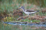 Image. Common Greenshank