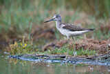Image. Common Greenshank